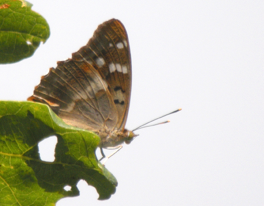 Mle, Vergam, Plougonven (Finistre), 21 juillet 2014, photos (digiscopie) : Franois Sit.