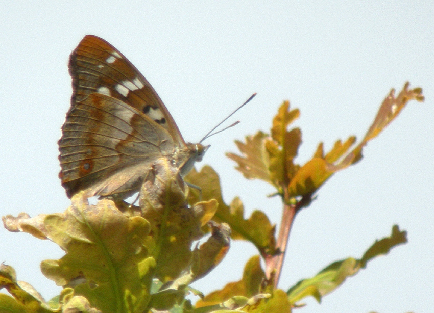 Mle, Vergam, Plougonven (Finistre), 20 juillet 2014, photos (digiscopie) : Franois Sit.