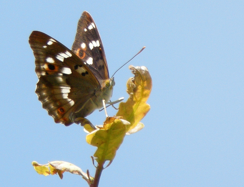 Mle, Vergam, Plougonven (Finistre), 20 juillet 2014, photos (digiscopie) : Franois Sit.