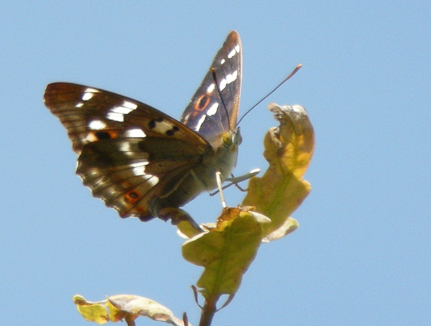 Mle, Vergam, Plougonven (Finistre), 20 juillet 2014, photos (digiscopie) : Franois Sit.