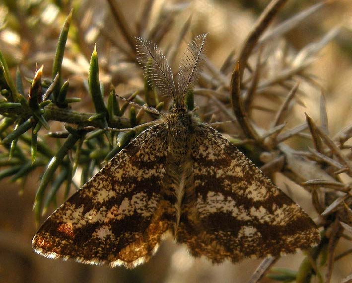 Mle, landes du Cragou, Plougonven (Finistre), 6 mai 2009, photo Franois Sit.