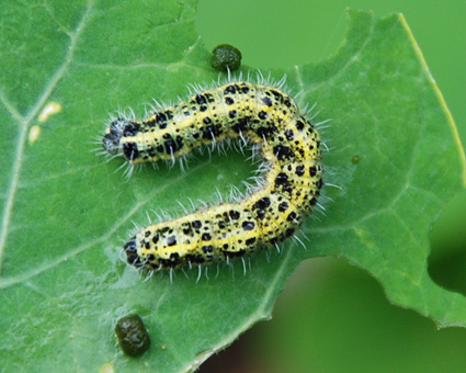 Chenille sur Capucine, Trlvern (22), 18 aot 2008, photo Brigitte Lorella.