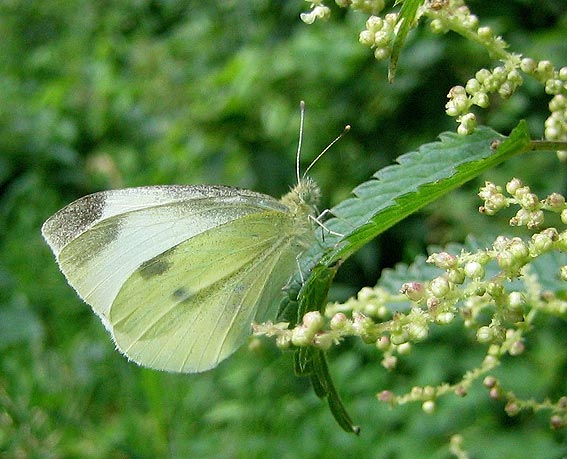 Femelle ; Kergreis, Plougonven (29), 20 juillet 2007.