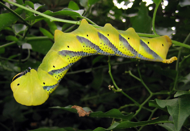 Chenille, forme jaune.