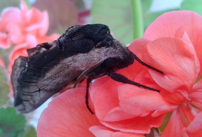 Plestin-les-Grves (22), 22 mai 2014, photo : Jean-Claude LE BERRE.