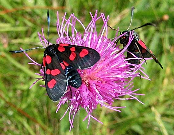 Prairie de Kergreis, Plougonven (29), juin 2004.